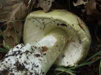 Grüner Knollenblätterpilz